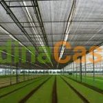 Plasa Neagra 50% Grad Umbrire 4