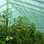 SUPER OFERTA 1+1 GRATUIT-Plasa umbrire 90%, verde, 1,7 m inaltime x 50 m lungime - imagine 4